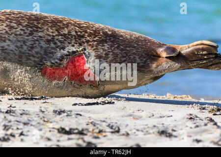 Harbour seal, Seehund (Phoca vitulina), verletzte Seehunde am Strand der Insel Helgoland, Deutschland, Schleswig-Holstein, Helgoland Stockfoto