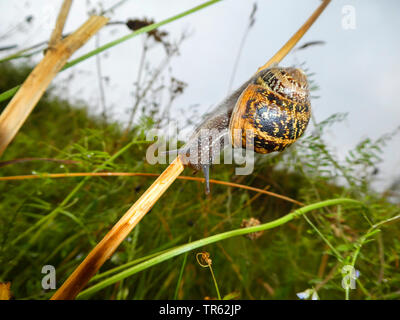 Braun garten Schnecke, Braun gardensnail, gemeinsamer Garten Schnecke, Europäischen braune Schnecke (Cornu aspersum, Helix aspersa, Cryptomphalus aspersus, Cantareus aspersus), auf Gras, Deutschland, Schleswig-Holstein, Helgoland Stockfoto