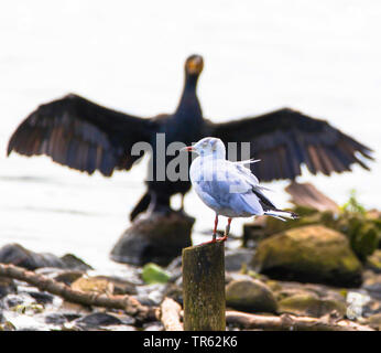 Lachmöwe (Larus ridibundus, Chroicocephalus ridibundus), die auf der Post vor ein KORMORAN an der Außenalster, Deutschland, Hamburg Sitzung Stockfoto