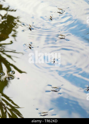 Teich Skater, Wasser Strider, Teich skipper (Gerris spec.), auf der Wasseroberfläche, Deutschland, Niedersachsen Stockfoto