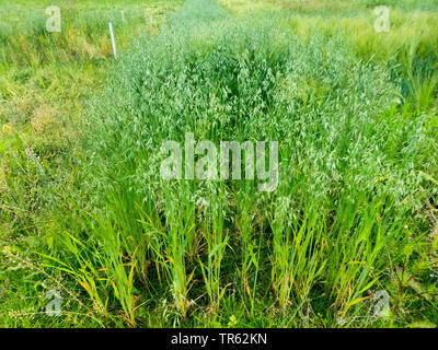 Kultiviert, gemeinsame Hafer Hafer (Avena sativa) Hafer Feld in der Arktis, Norwegen, Troms, Tromsoe Stockfoto