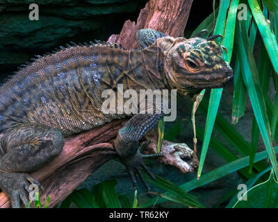 Philippinische Segel-fin Sailfin lizard, Lizard (Hydrosaurus pustulatus), sitzt auf einem Ast, Philippinen Stockfoto