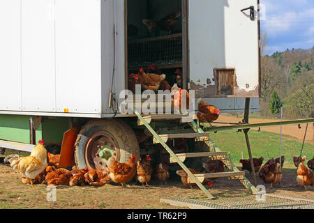 Hausgeflügel (Gallus gallus f. domestica), freilaufende Hühner und mobilen Hühnerstall, Deutschland, Hessen Stockfoto