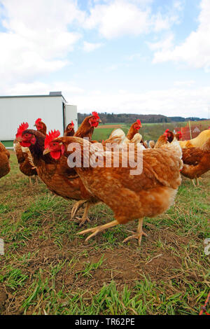 Hausgeflügel (Gallus gallus f. domestica), freilaufende Hühner, mobile Hühnerstall im Hintergrund, Deutschland, Hessen Stockfoto