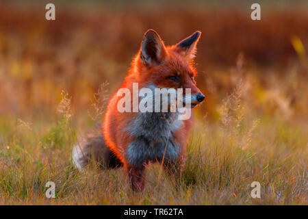 Red Fox (Vulpes vulpes), abends stehen in einem herbstlichen Wiese, Tschechien, Hlinsko Stockfoto