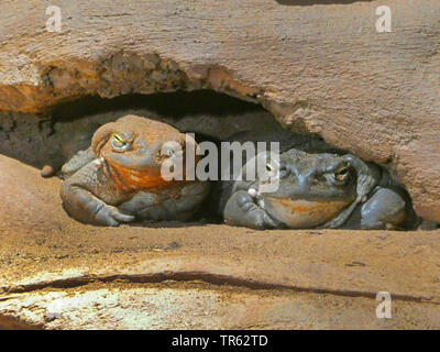 Colorado River Toad, Colorado Kröte, Sonoran Wüste Kröte (Bufo alvarius Incilius, alvarius), zwei Kolorado Kröten zusammen ruhen in ihrem Versteck, Vorderansicht Stockfoto