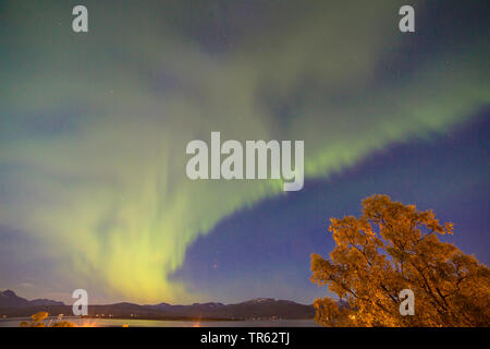 Birke (Betula spec.), Aurora über Insel Kvaloya, Norwegen, Troms, Tromsoe Stockfoto