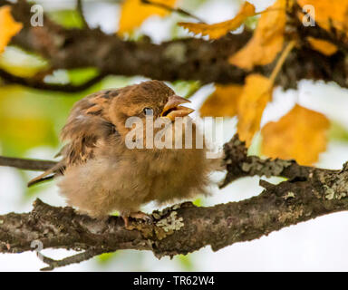 Haussperling (Passer domesticus), sitzen auf einer Birke Zweig im Winter, Norwegen, Troms, Tromsoe Stockfoto