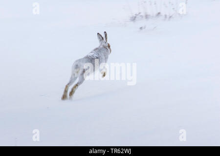 Schottische Schneehase, Schneehase, weissen Hasen, eurasischen Arktis Hase (Lepus timidus scotticus, Lepus scotticus), im Wandel der Mantel, durch den Schnee springen, Vereinigtes Königreich, Schottland, Avimore Stockfoto