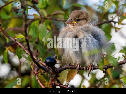 Haussperling (Passer domesticus), juvenile Haussperling im Blackthorn, Deutschland, Mecklenburg-Vorpommern Stockfoto