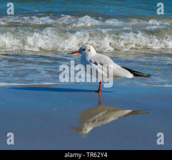 Lachmöwe (Larus ridibundus, Chroicocephalus ridibundus), Black-Headed Möwe am Strand, Deutschland, Mecklenburg-Vorpommern Stockfoto