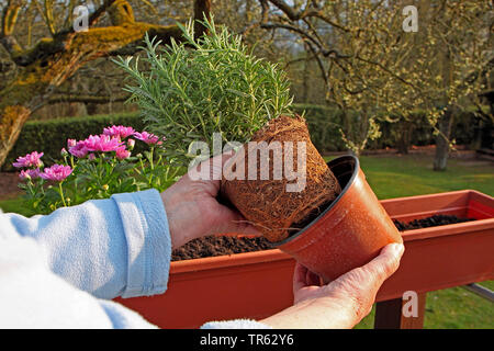 Rosmarin (Rosmarinus officinalis), Frau Remoting das Plastik Topf, Deutschland Stockfoto