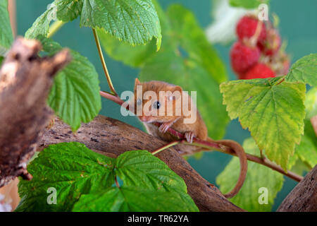 Gemeinsame Siebenschläfer, haselmaus (Muscardinus avellanarius), in eine Himbeere Bush, Deutschland, Hessen Stockfoto