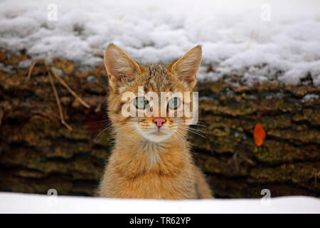 Europäische Wildkatze, Wald Wildkatze (Felis silvestris silvestris), jungen Kater peering zwischen snowbound Baumstämme, Porträt, Deutschland, Hessen, Taunus Stockfoto