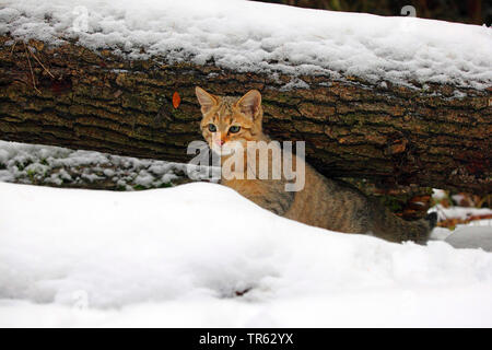 Europäische Wildkatze, Wald Wildkatze (Felis silvestris silvestris), jungen Kater peering zwischen snowbound Baumstämme, Deutschland, Hessen, Taunus Stockfoto