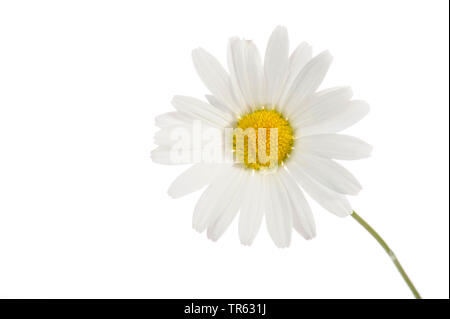 Oxeye Daisy, ox-eye Daisy, Weiß - Unkraut, White Daisy, Hund Daisy, Margerite (Chrysanthemum leucanthemum, Leucanthemum vulgare), Blume, Ausschnitt, Deutschland Stockfoto