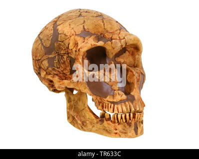 Neanderthal, Neandertaler (Homo Neanderthalensis), Schädel Stockfoto
