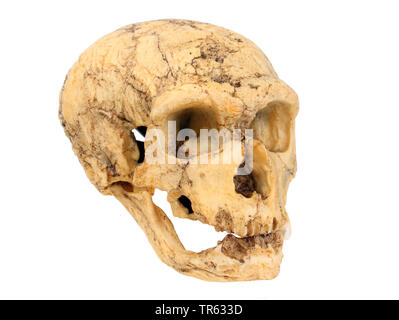 Neanderthal, Neandertaler (Homo Neanderthalensis), Schädel Stockfoto