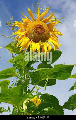 Gemeinsame Sonnenblume (Helianthus annuus), blühende, durch Klettern Buchweizen entwined, Fallopia convolvulus, Deutschland, Hessen Stockfoto