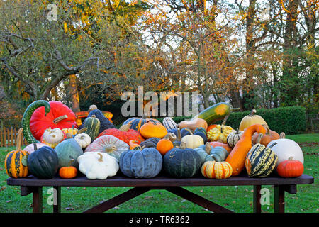 Kürbis (Cucurbita), verschiedene Kürbisse im Herbst, Deutschland Stockfoto