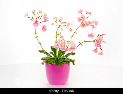 Siskiyou bitter-root (Lewisia keimblatt), in einem Blumentopf Stockfoto