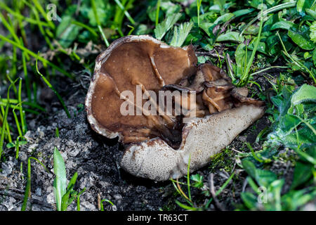 Bleichmittel Schale, veiny cup Pilz, die Schale Morel (Disciotis venosa), Fruchtkörper auf dem Boden, Deutschland, Mecklenburg-Vorpommern Stockfoto