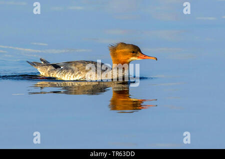 Gänsesäger (Mergus Merganser), Schwimmen weibliche, Seitenansicht, Deutschland, Mecklenburg-Vorpommern Stockfoto