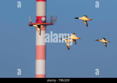 Gänsesäger (Mergus Merganser), Troop fliegen vor einem Funkturm, Deutschland, Mecklenburg-Vorpommern, Rostock, Peetz Stockfoto