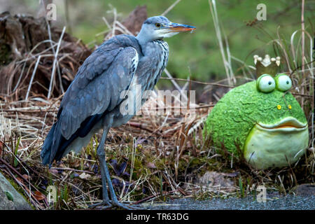 Graureiher (Ardea cinerea), neben einem Frosch am Gartenteich stehend, Deutschland, Mecklenburg-Vorpommern Stockfoto