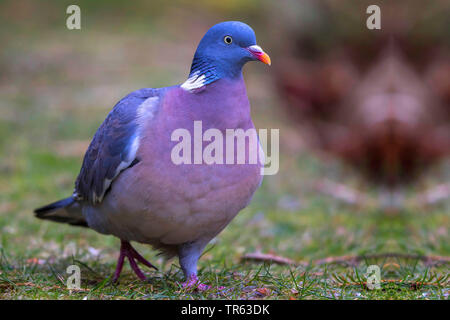 Ringeltaube (Columba palumbus), Wandern in einer Wiese, Deutschland, Mecklenburg-Vorpommern Stockfoto