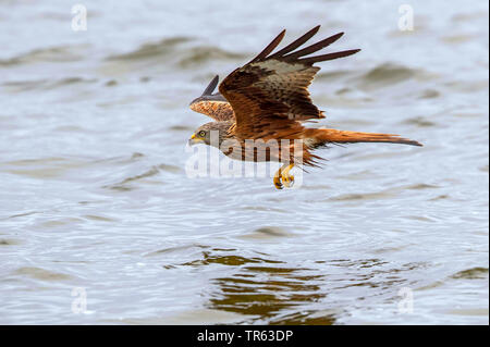 Rotmilan (Milvus milvus), bei der Nahrungssuche Flug über das Wasser, Deutschland, Mecklenburg-Vorpommern Stockfoto