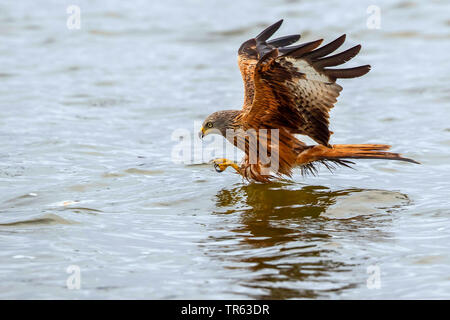 Rotmilan (Milvus milvus), bei der Nahrungssuche Flug über das Wasser, Deutschland, Mecklenburg-Vorpommern Stockfoto