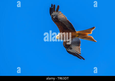 Rotmilan (Milvus milvus), bei der Nahrungssuche Flug, Deutschland, Mecklenburg-Vorpommern Stockfoto