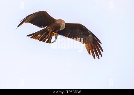 Schwarze Drachen, Yellow-billed Kite (MILVUS MIGRANS), Fütterung preyed Fische im Flug, Deutschland, Mecklenburg-Vorpommern Stockfoto