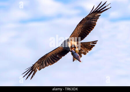 Schwarze Drachen, Yellow-billed Kite (MILVUS MIGRANS), Fütterung preyed Fische im Flug, Deutschland, Mecklenburg-Vorpommern Stockfoto