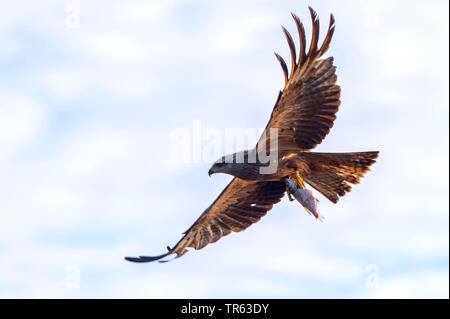 Schwarze Drachen, Yellow-billed Kite (MILVUS MIGRANS), im Flug mit Preyed Fisch in den Fängen, Deutschland, Mecklenburg-Vorpommern Stockfoto