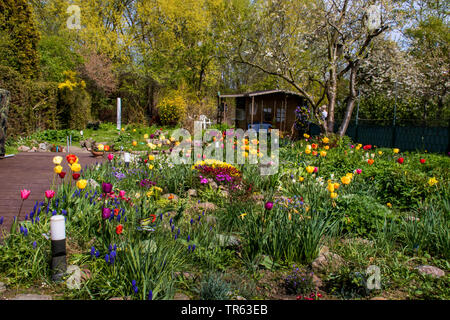 Gemeinsamen garten Tulpe (Tulipa gesneriana), Garten im Frühling mit Tulpen, Deutschland, Mecklenburg-Vorpommern Stockfoto