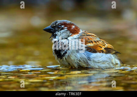 Haussperling (Passer domesticus), männlich bating im flachen Wasser, Deutschland, Mecklenburg-Vorpommern Stockfoto