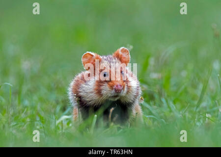Gemeinsame Hamster, black-bellied Hamster (Cricetus cricetus), stehend in einer Wiese mit hamsterbacken, Vorderansicht, Österreich Stockfoto