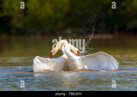 Höckerschwan (Cygnus olor), Kämpfen, Österreich Stockfoto