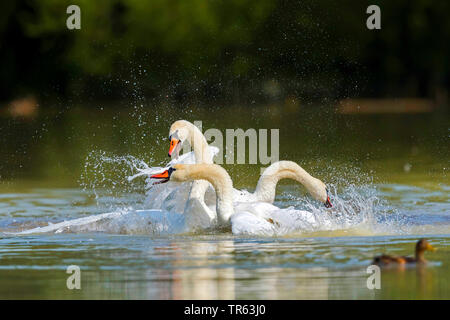 Höckerschwan (Cygnus olor), Kämpfen, Österreich Stockfoto