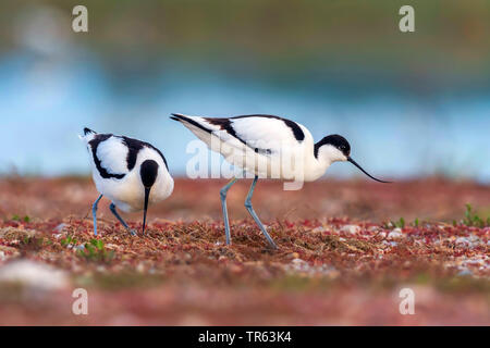 Pied Säbelschnäbler (Recurvirostra Avosetta), zwei pied Säbelschnäbler zusammen Futtersuche, Norwegen Stockfoto