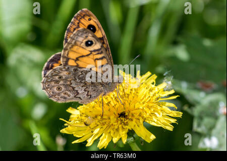 Wand, Wand Braun (Lasiommata megera, Pararge megera), saugen Nektar an einem Löwenzahn Blume, Seitenansicht, Deutschland, Mecklenburg-Vorpommern Stockfoto