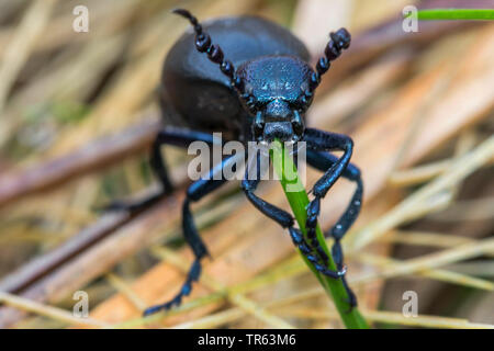 Öl Käfer, schwarzes Öl Käfer (Meloe proscarabaeus), männlich Fütterung auf Gras, Deutschland, Mecklenburg-Vorpommern, Huetter Wohld Stockfoto