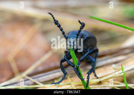 Öl Käfer, schwarzes Öl Käfer (Meloe proscarabaeus), männlich Fütterung auf Gras, Deutschland, Mecklenburg-Vorpommern, Huetter Wohld Stockfoto