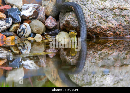 Ringelnatter (Natrix natrix), Gleiten im Wasser, Vorderansicht, Deutschland, Mecklenburg-Vorpommern Stockfoto