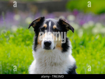 Bearded Collie (Canis lupus f. familiaris), Mischling, 2,5 Jahre alte Rüde, Porträt, Deutschland, Nordrhein-Westfalen Stockfoto