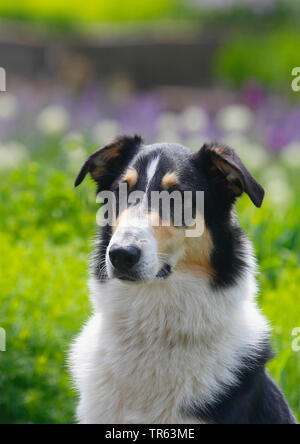 Bearded Collie (Canis lupus f. familiaris), Mischling, 2,5 Jahre alte Rüde, Porträt, Deutschland, Nordrhein-Westfalen Stockfoto