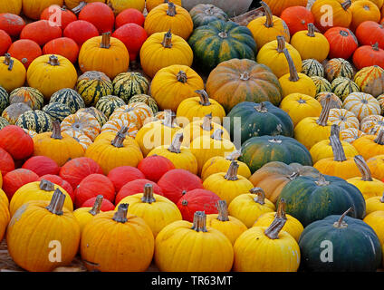 Kürbis (Cucurbita spec.), Kürbisse in einem Hof Verkauf, Deutschland Stockfoto