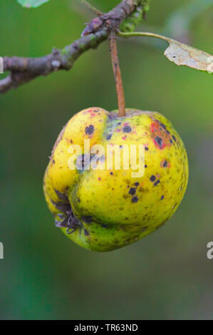 Apfelbaum (Malus Domestica), Apfel der Sorte Golden Delicious mit Apple scab Krankheit, Venturia inaequalis, Deutschland, Nordrhein-Westfalen Stockfoto